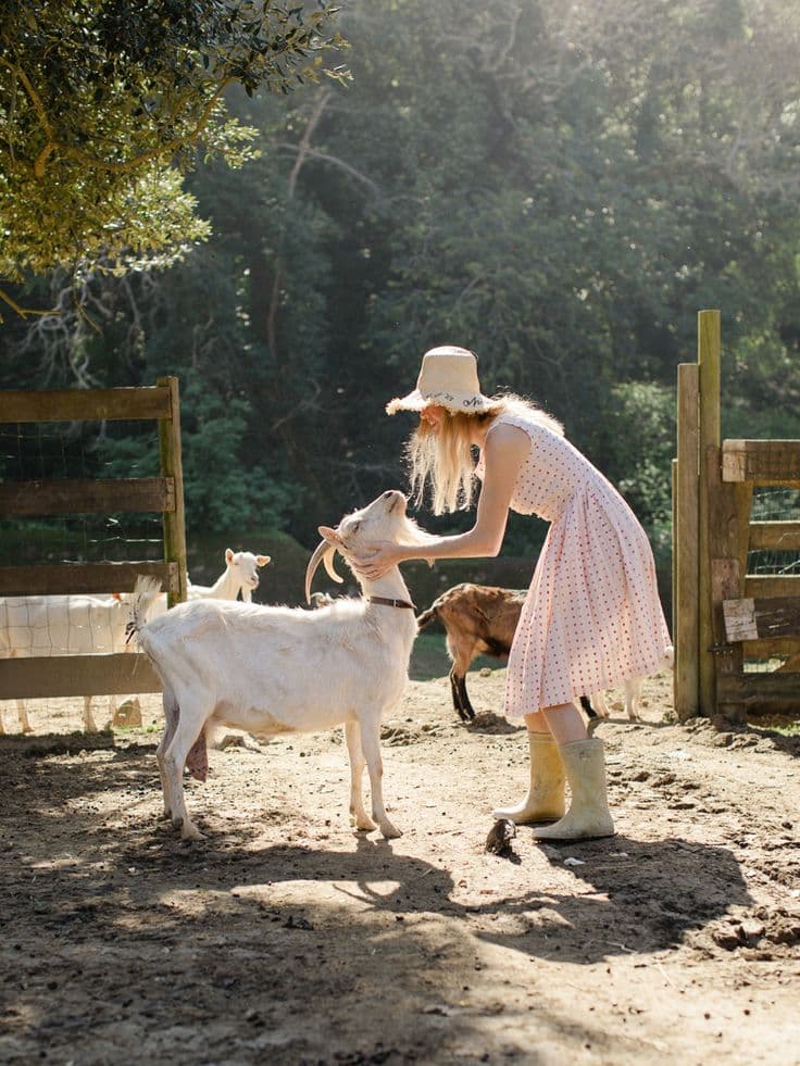 Farm Animals Encounters